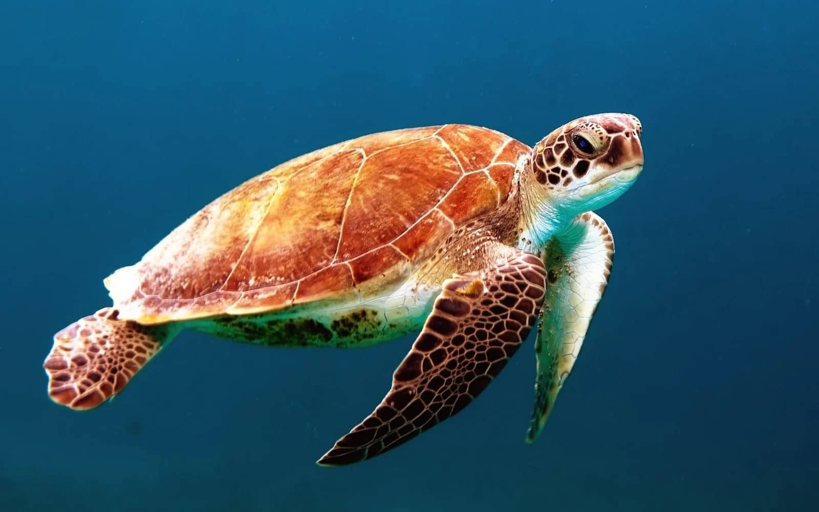 Boston SEO Agency - brown turtle swimming underwater